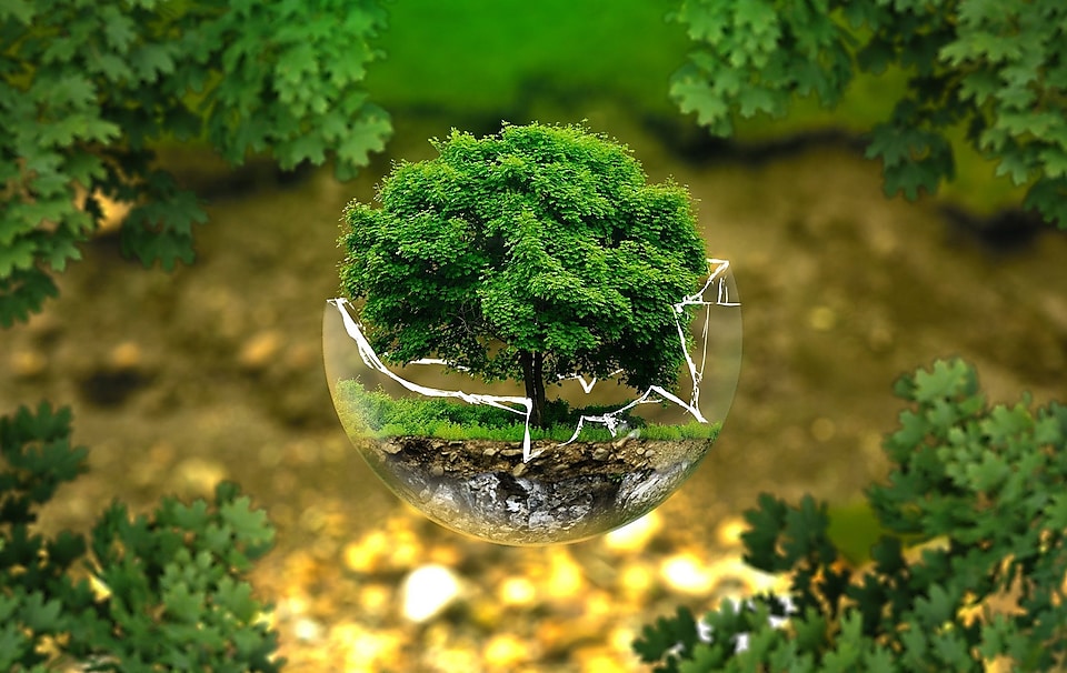 Miljöbild, träd i glasdroppe